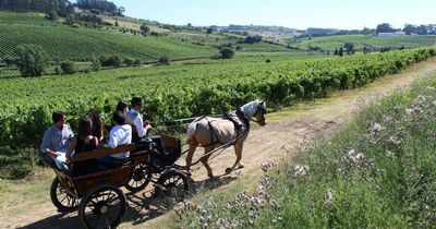 Summer job involves tasting wine in sun-kissed vineyard while being paid £200 a day