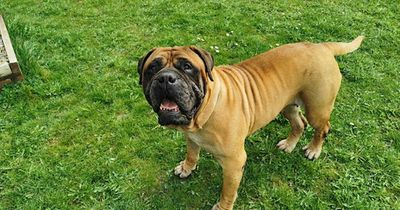 RSPCA reveals sickening level of North East dog cruelty reports