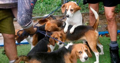 Nineteen gorgeous beagle dogs have landed at a Welsh rescue centre and every one needs a home