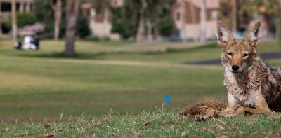 Coyotes are here to stay in North American cities – here's how to appreciate them from a distance