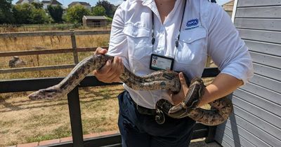 McDonald's customers startled after stray 5ft boa constrictor found at restaurant