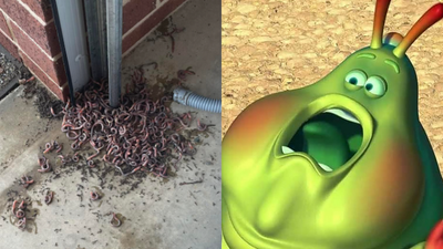 An Aussie Mum Shared Pics Of A Horrifying Worm Army In Her Garage So Prep For The Apocalypse
