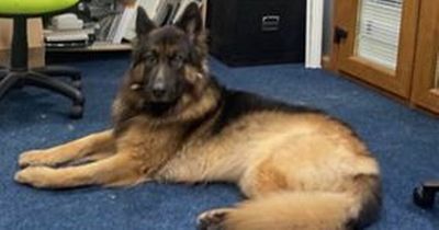 Lanarkshire family appeal for help in finding beloved missing dog