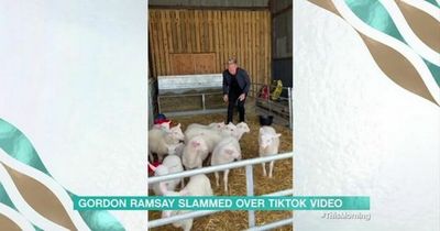 This Morning's Vernon Kay says Gordon Ramsay 'won't like him talking' about his controversial lamb-slaughtering TikTok video