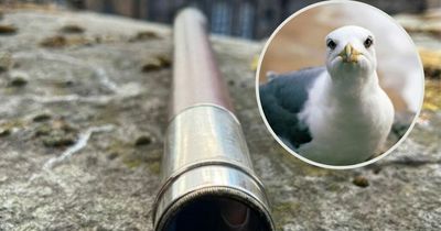 Edinburgh Castle governor's plea after seagull steals antique telescope part