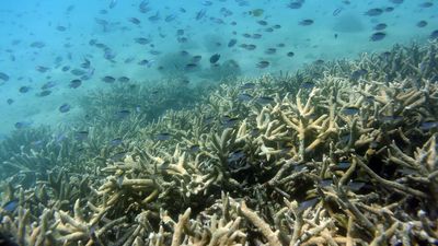 Coral makes comeback on Great Barrier Reef