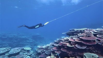Great Barrier Reef coral cover at record levels after mass-bleaching events, report shows
