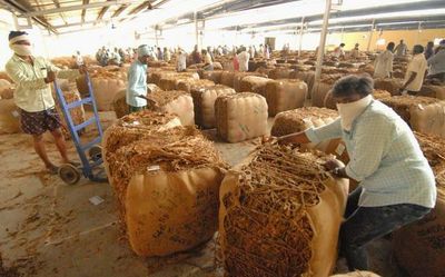 FCV tobacco fetches record price of ₹179.17 per kg in Andhra Pradesh