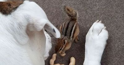 Dog and chipmunk are best buddies and hang out together all day long