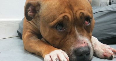 Scottish SPCA launches scheme to help people look after pets during cost-of-living crisis