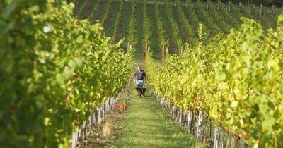 British vineyards could produce best wine ever this year after summer heatwave