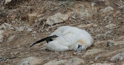 An internationally-important colony of seabirds on a Welsh island has been hit by bird flu