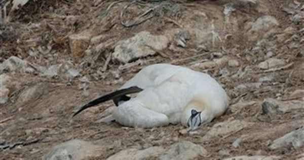 An internationally-important colony of seabirds on a Welsh island has been hit by bird flu
