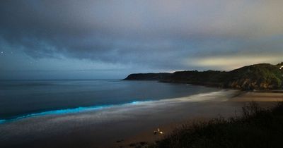 How, when, and where to see the bioluminescent plankton which makes the sea glow in Wales