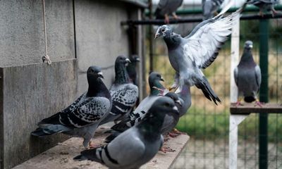 Thousands of racing pigeons go missing in French storm