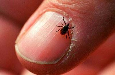 What is Powassan virus? Boy contracts rare illness from tick