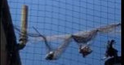 Distressing footage shows birds trapped in netting on top of Cardiff pub