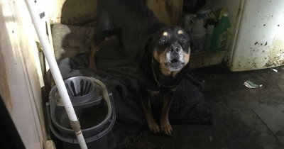 Bristol family who neglected dog banned from keeping pets for ten years