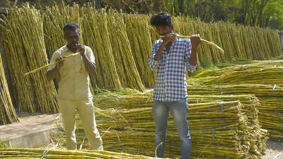 Govt hikes sugarcane FRP by Rs 15/quintal to Rs 305 per quintal for 2022-23 season