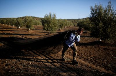 Spanish farmers fear olive oil output could plunge a third
