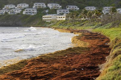 A record amount of seaweed is choking shores in the Caribbean