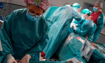 Restoration of pig organs after heart stopped raises hopes for transplants