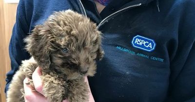 Adorable puppy dumped in rucksack and left for dead - but now has a new forever home