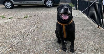 Dog returned to shelter after 10 years because 'he hasn't learnt to be good'