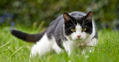 Residents banned from keeping cats in bid to protect rare birds from attacks