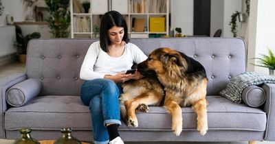 Mum dogsitting for five days painted every wall, stole items and hung up her own photos