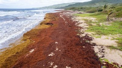 Twenty-four million tonnes of sargassum seaweed smother Caribbean coasts, threatening animals and industry