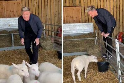Gordon Ramsay enrages vegans with TikTok vid of him chasing lambs to put ‘to the slaughter’