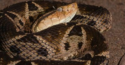 Police shoot 'large' 15ft snake that was strangling man to death like a 'horror movie'