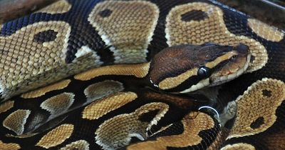 Missing python 'on the loose' after 'window escape'