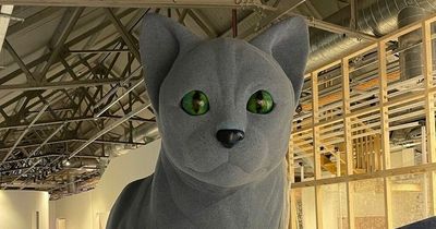 Wirral attraction looking for help naming new giant cat exhibit