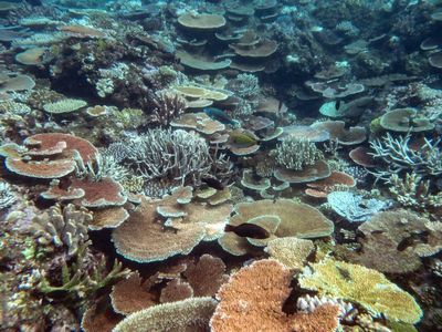 Record coral cover on parts of Great Barrier Reef, but global heating could jeopardise recovery