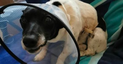 Man's 'life changed' when his tiny dog was mauled in the park