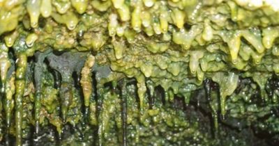 Mysterious life form discovered in lava caves - and they're been there for centuries