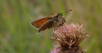 Council agrees to construction of 14 warehouses in North Shields but only after butterfly survey
