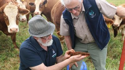 Farmers digging into the eco-friendly powers of dung beetles in far north Queensland