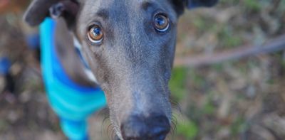 This surgical procedure to impregnate greyhounds in Australia is a major animal welfare issue