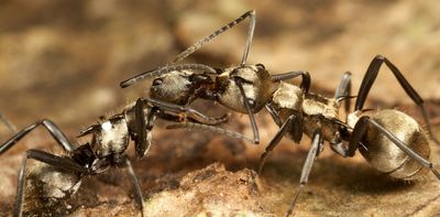 Where are all the ants? World-first ‘treasure map’ reveals hotspots for rare species