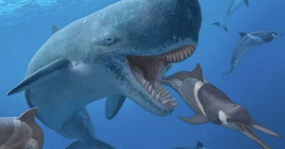 Terrifying prehistoric sea beast weighing over 60 tonnes and killed other whales