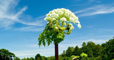 Warning to children playing out this summer over 'Britain's most dangerous plant'