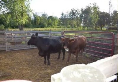 Animal sanctuary owner charged for refusing to return cows to beef farm