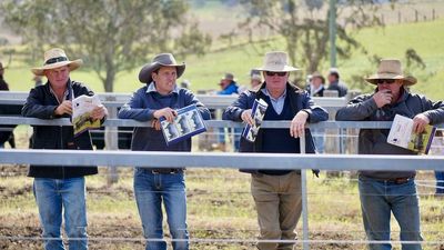 Bull prices up 20 per cent on last year's sales despite foot-and-mouth disease threat