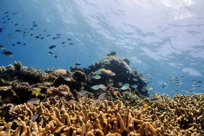 Parts of Australia's Great Barrier Reef show highest coral cover in 36 years