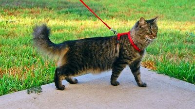 Cat control measures in Adelaide's Campbelltown City Council won't include mandatory leashes, mayor says