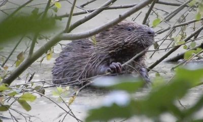Country diary: They’re on the move – the first beaver kits here for 400 years