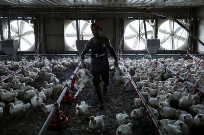 Malaysia's ban on chicken exports expected to end on Aug. 31 - minister